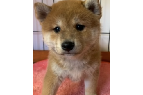 成約済の千葉県の柴犬-124448の1枚目